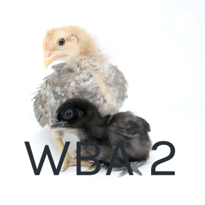 WBA 2